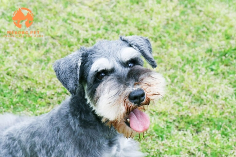 Khám Phá Thế Giới Chó Schnauzer Với Thông Tin Chi Tiết Về Mua Bán Tại TP.HCM, Bình Dương